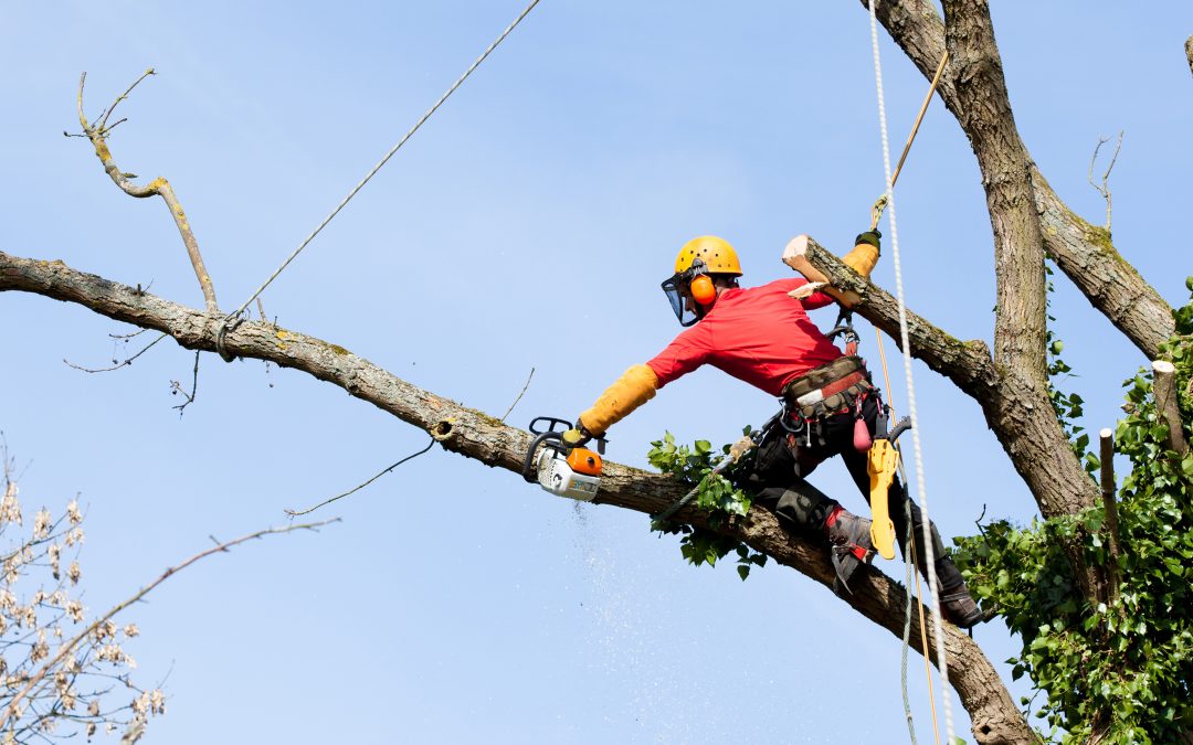 Transform Your Backyard Oasis with a Trusted Tree Planting Service in Longmont, CO