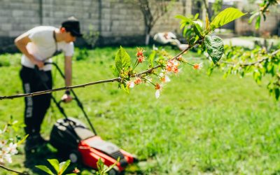 Choosing the Right Landscape Bark for Properties